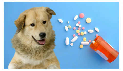 Cerberus Pet & Vitamins for pet wellness